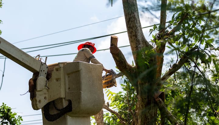 tree removal fort myers