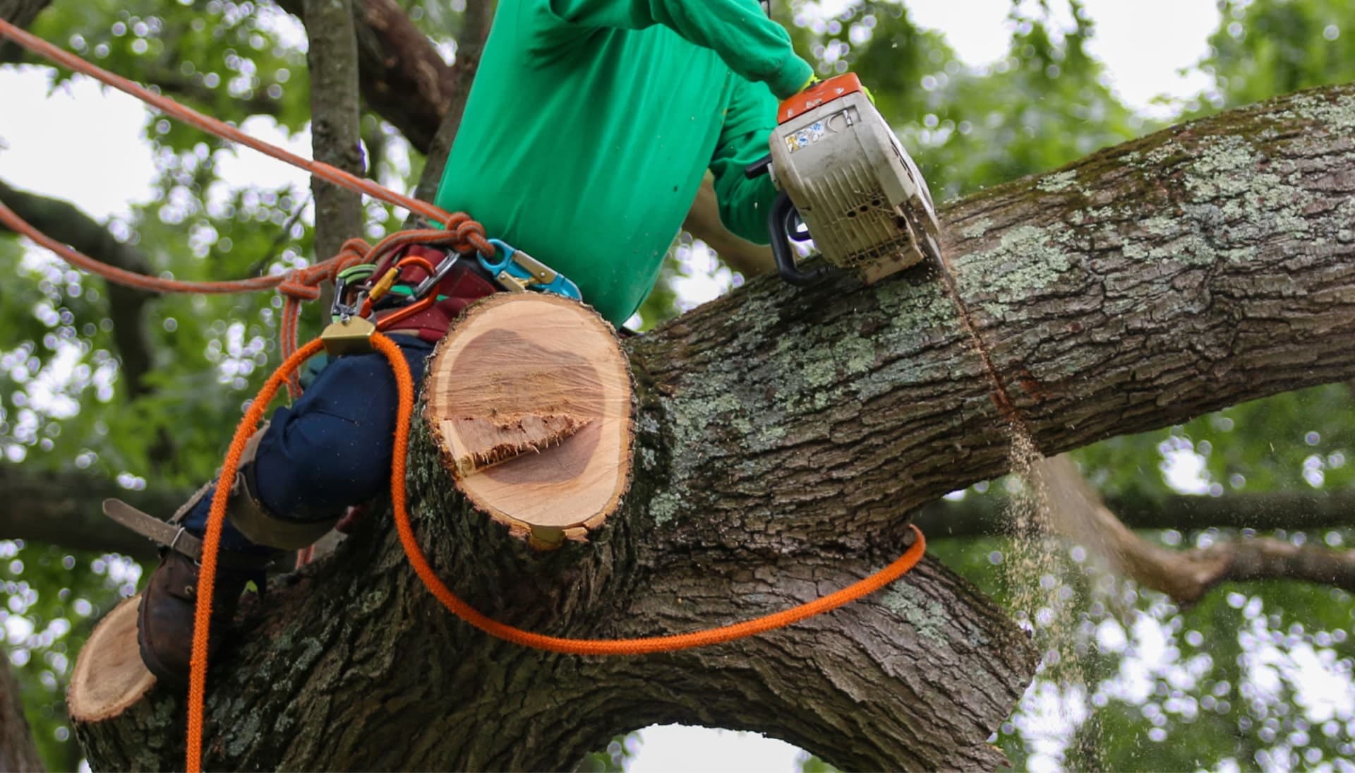 tree removal fort myers