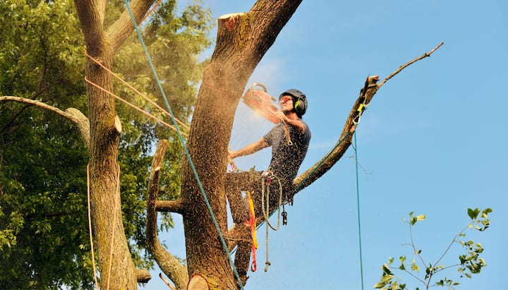 tree removal fort myers