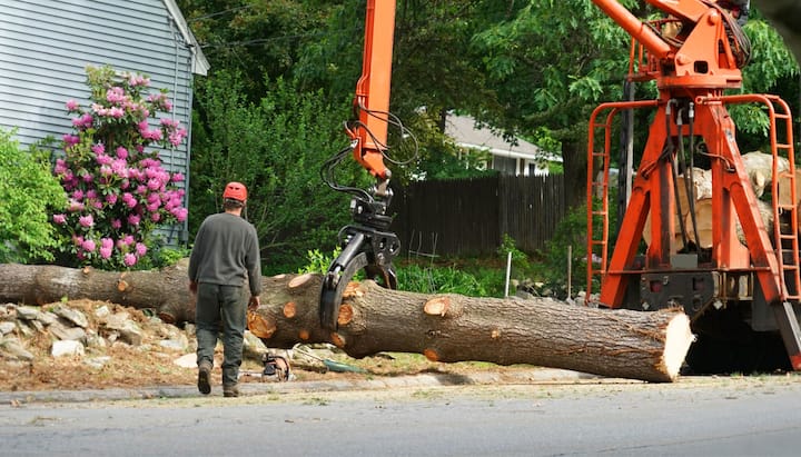 tree service fort myers fl